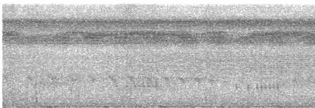 Белобрюхая гологлазка - ML613924562