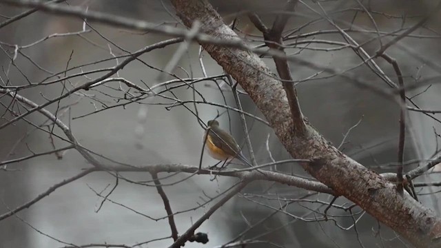 Red-flanked Bluetail - ML613924635