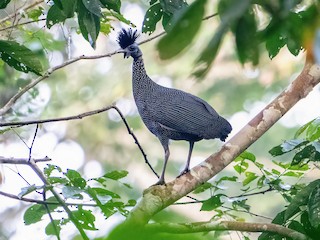  - Plumed Guineafowl