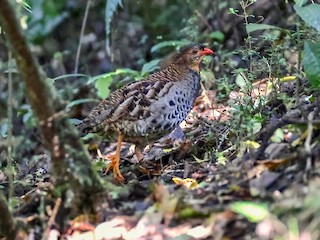  - Udzungwa Partridge (Rubeho)