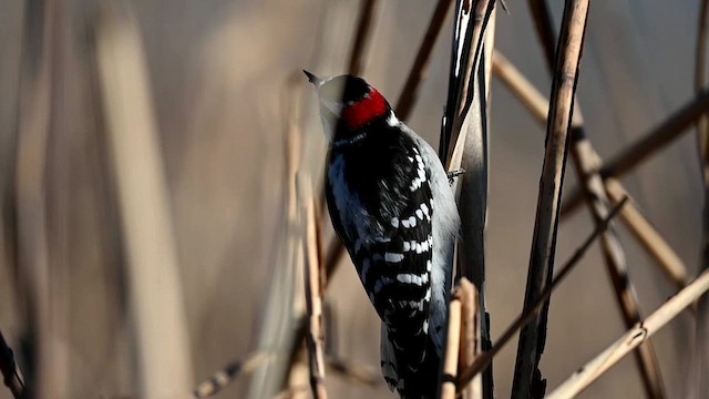 Downy Woodpecker (Eastern) - ML613925356