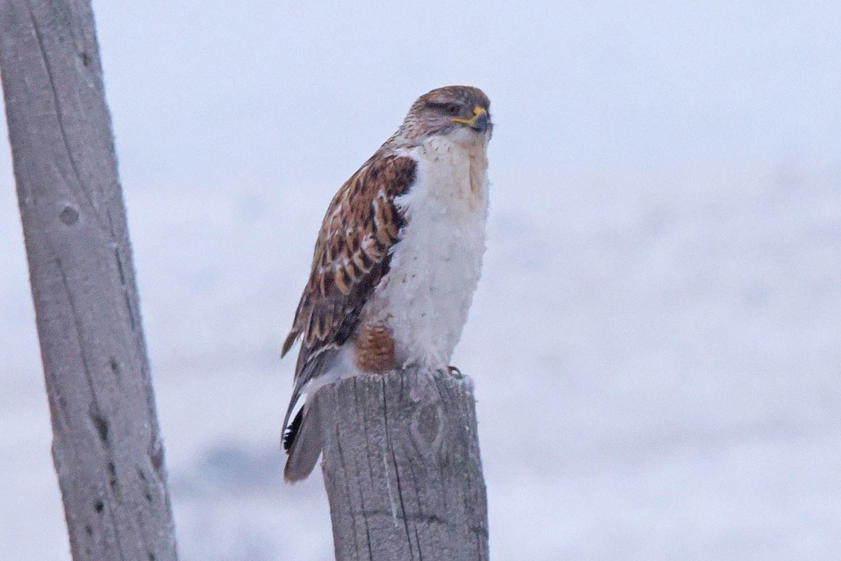 eBird Checklist 3 Jan 2024 South Dakota 1806, Fort Pierre, South