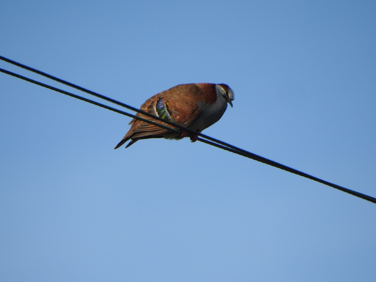 holub pestrokřídlý - ML613926254