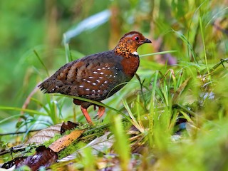  - Chestnut-breasted Partridge