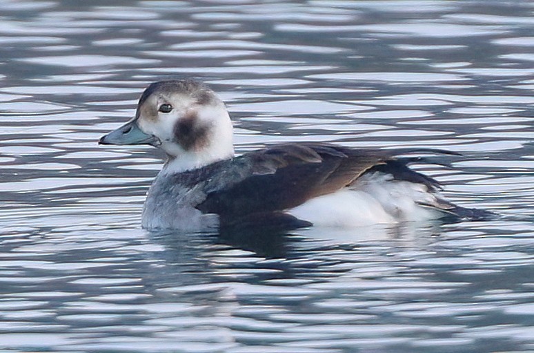 Long-tailed Duck - ML613926325