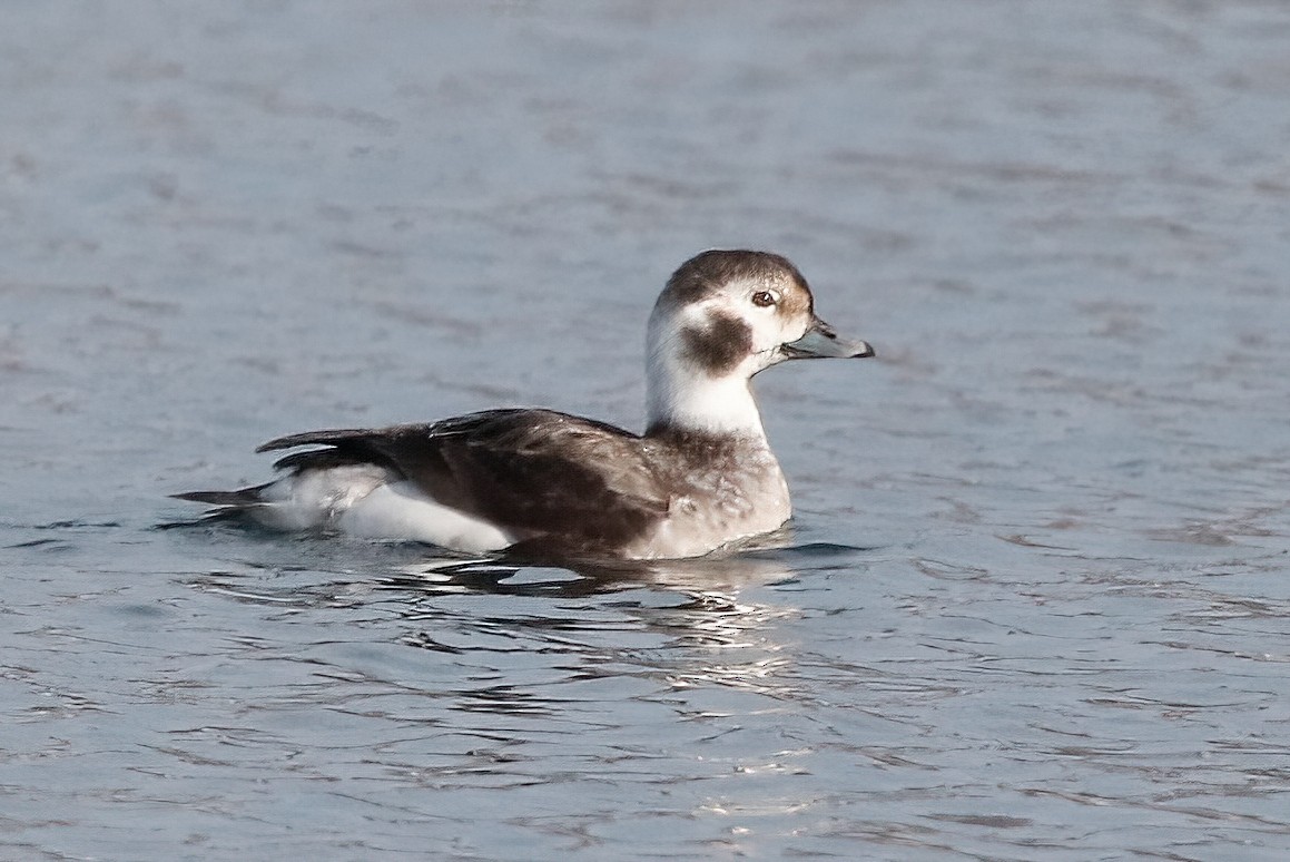 Long-tailed Duck - ML613926775