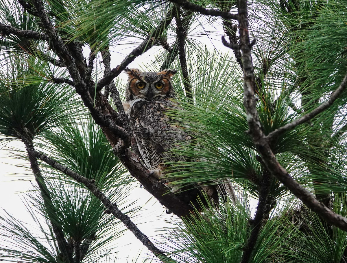 Great Horned Owl - ML613926824