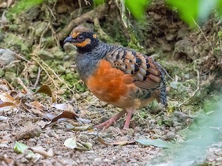  - Chestnut-bellied Partridge