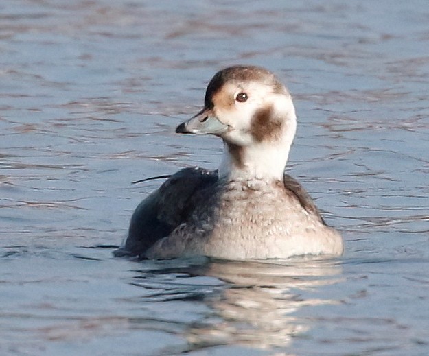 Long-tailed Duck - ML613926902