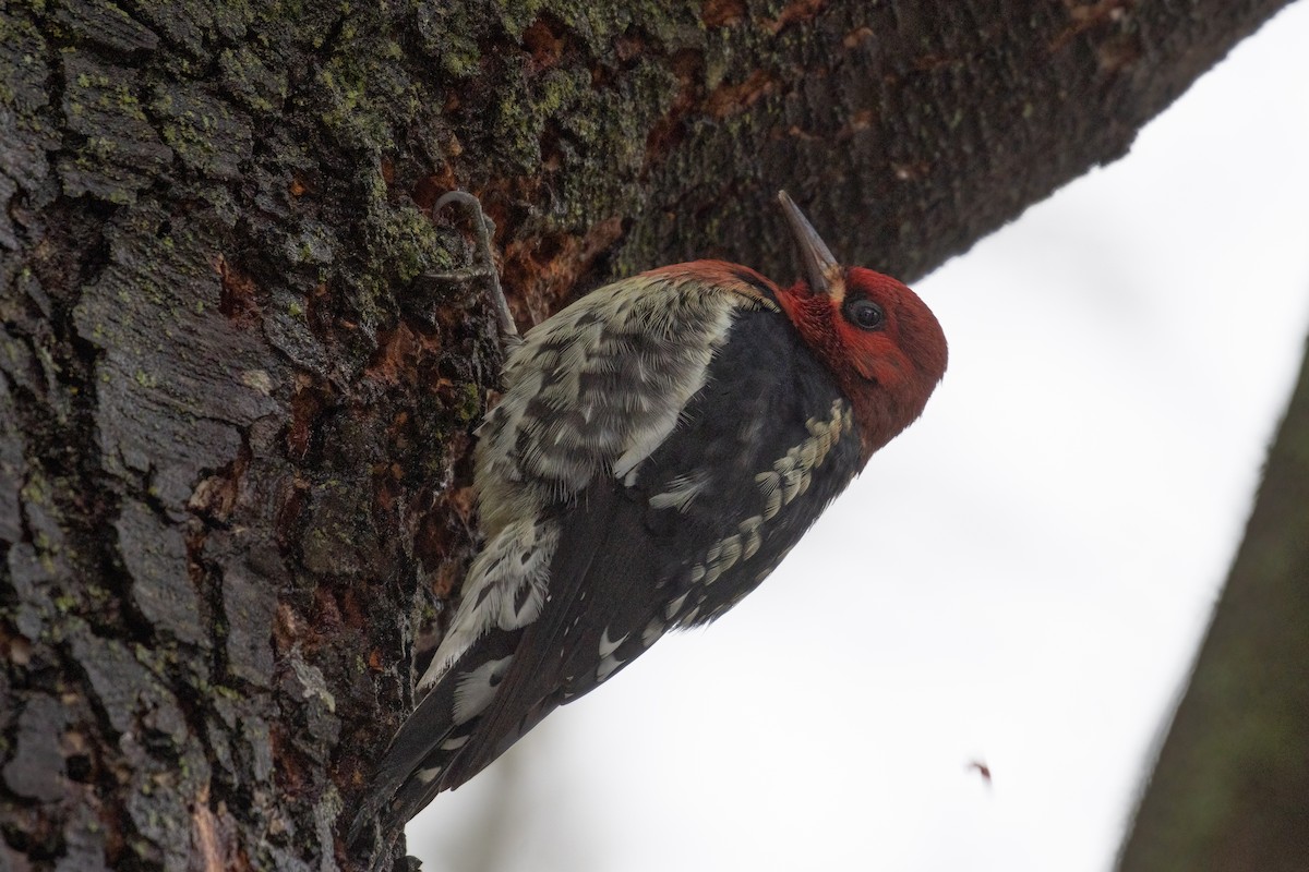 Red-breasted Sapsucker (ruber) - ML613926921