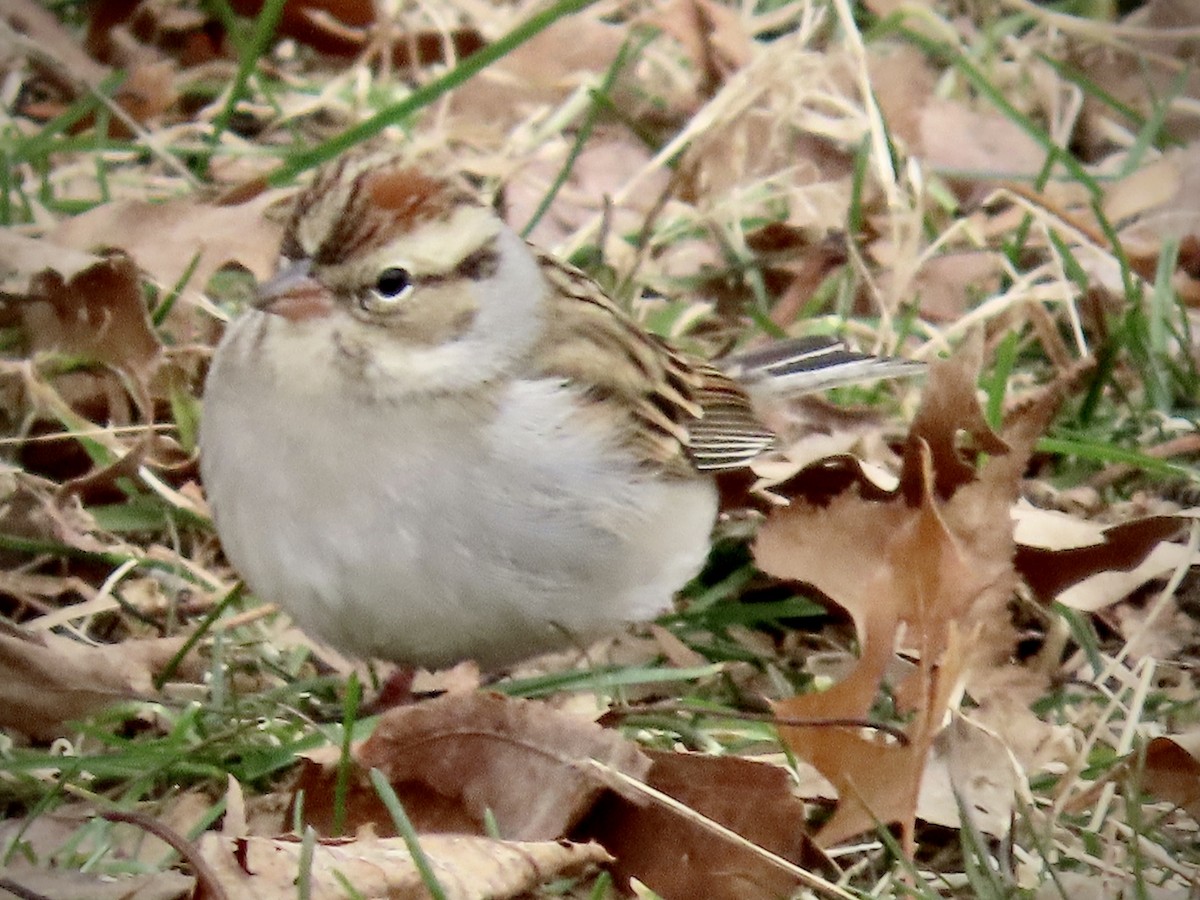 Chipping Sparrow - ML613927047