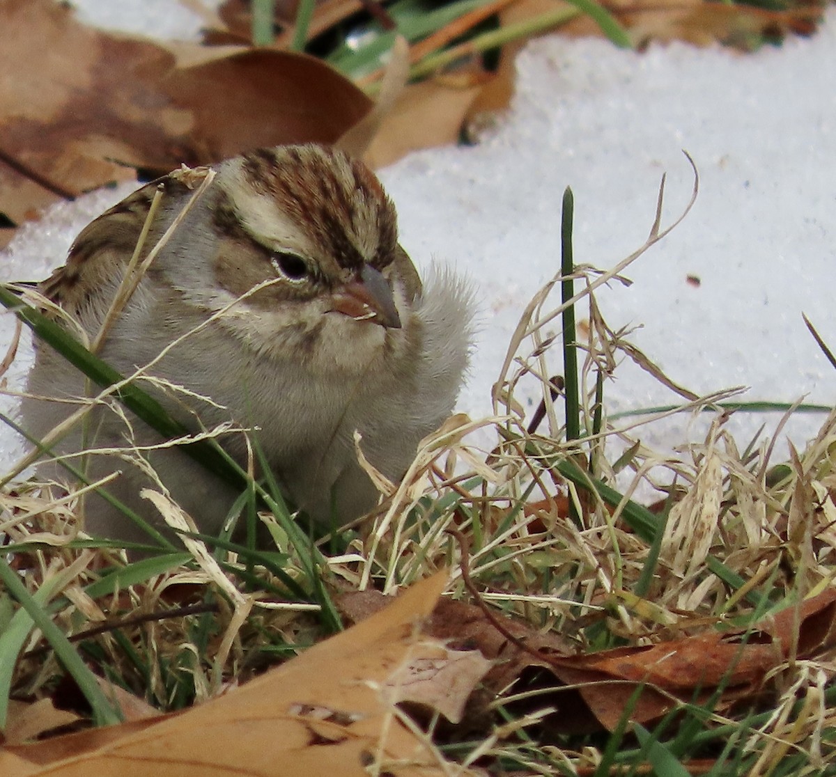 Chipping Sparrow - ML613927048