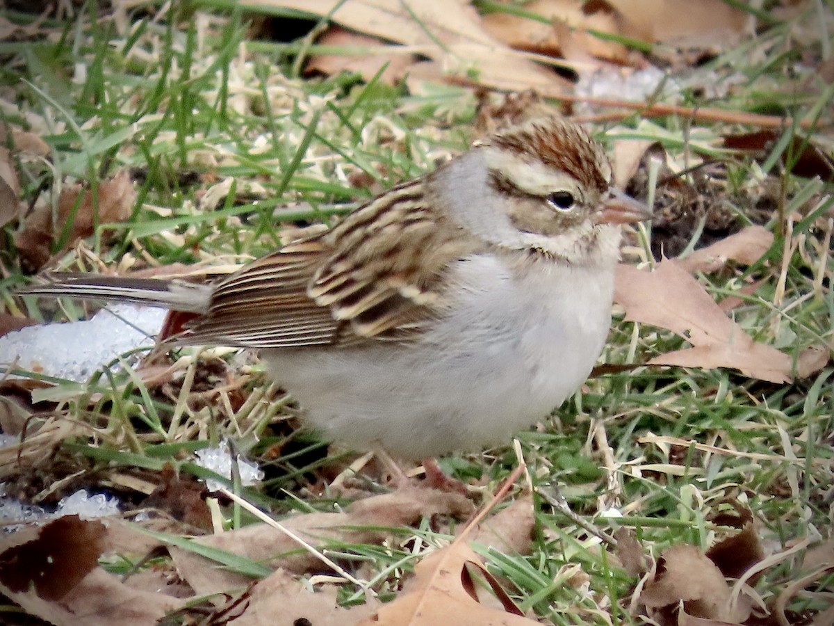 Chipping Sparrow - Ardea Thurston-Shaine