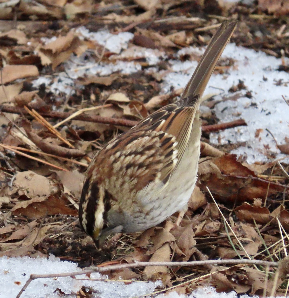 White-throated Sparrow - ML613927095