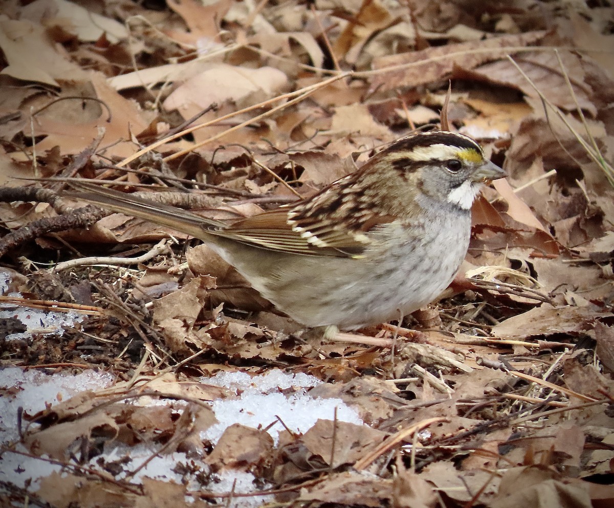 White-throated Sparrow - ML613927096