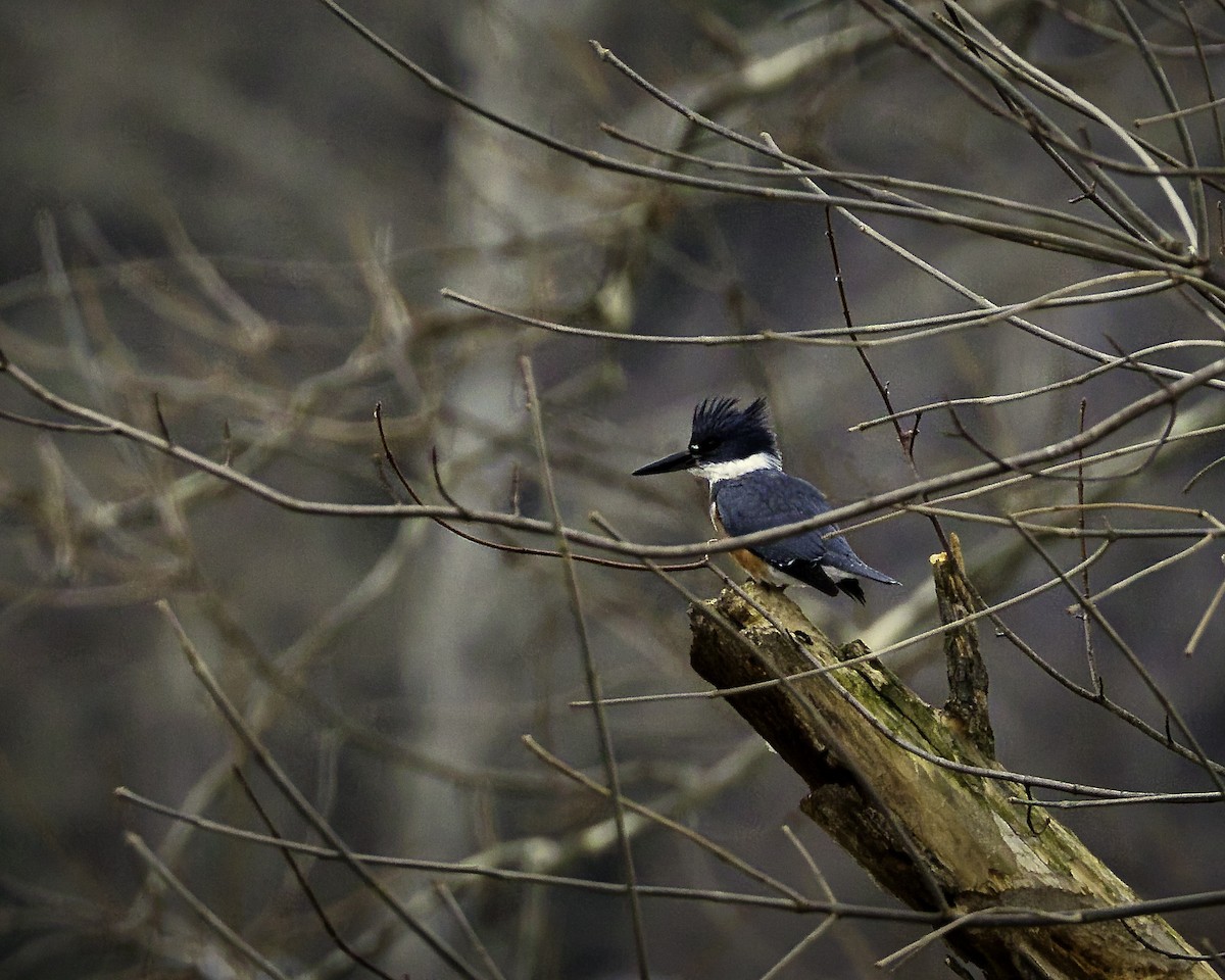 Belted Kingfisher - ML613927235