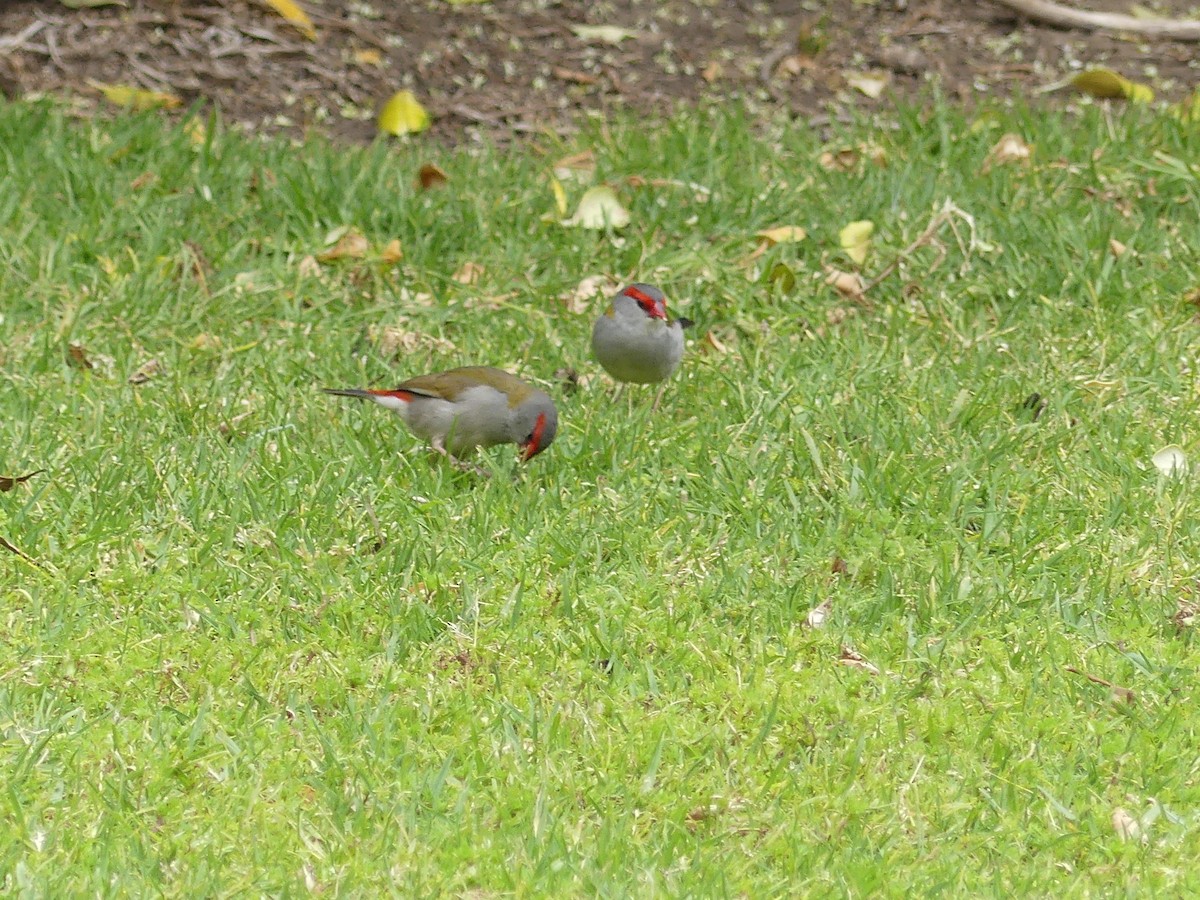 Red-browed Firetail - ML613927349