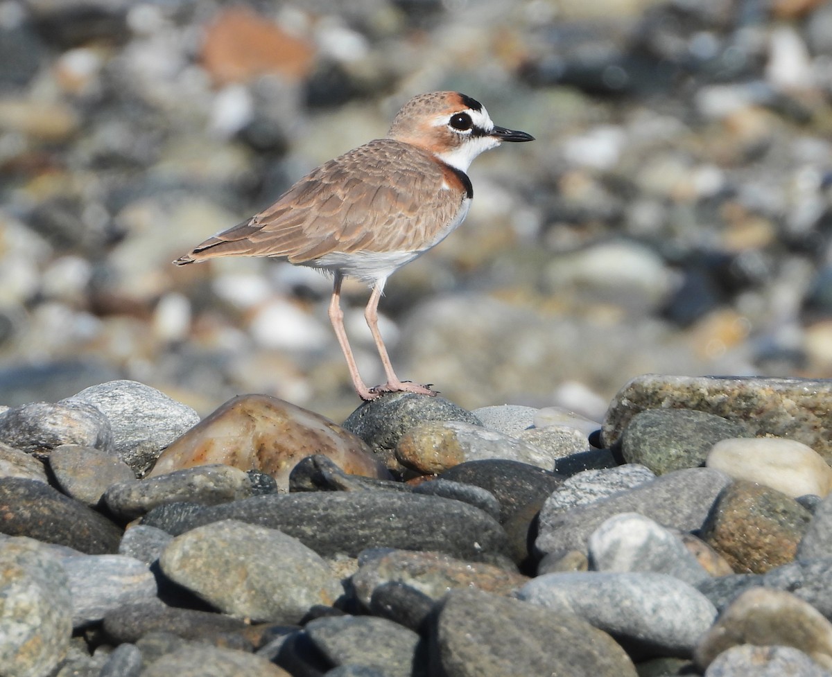 Collared Plover - ML613927693