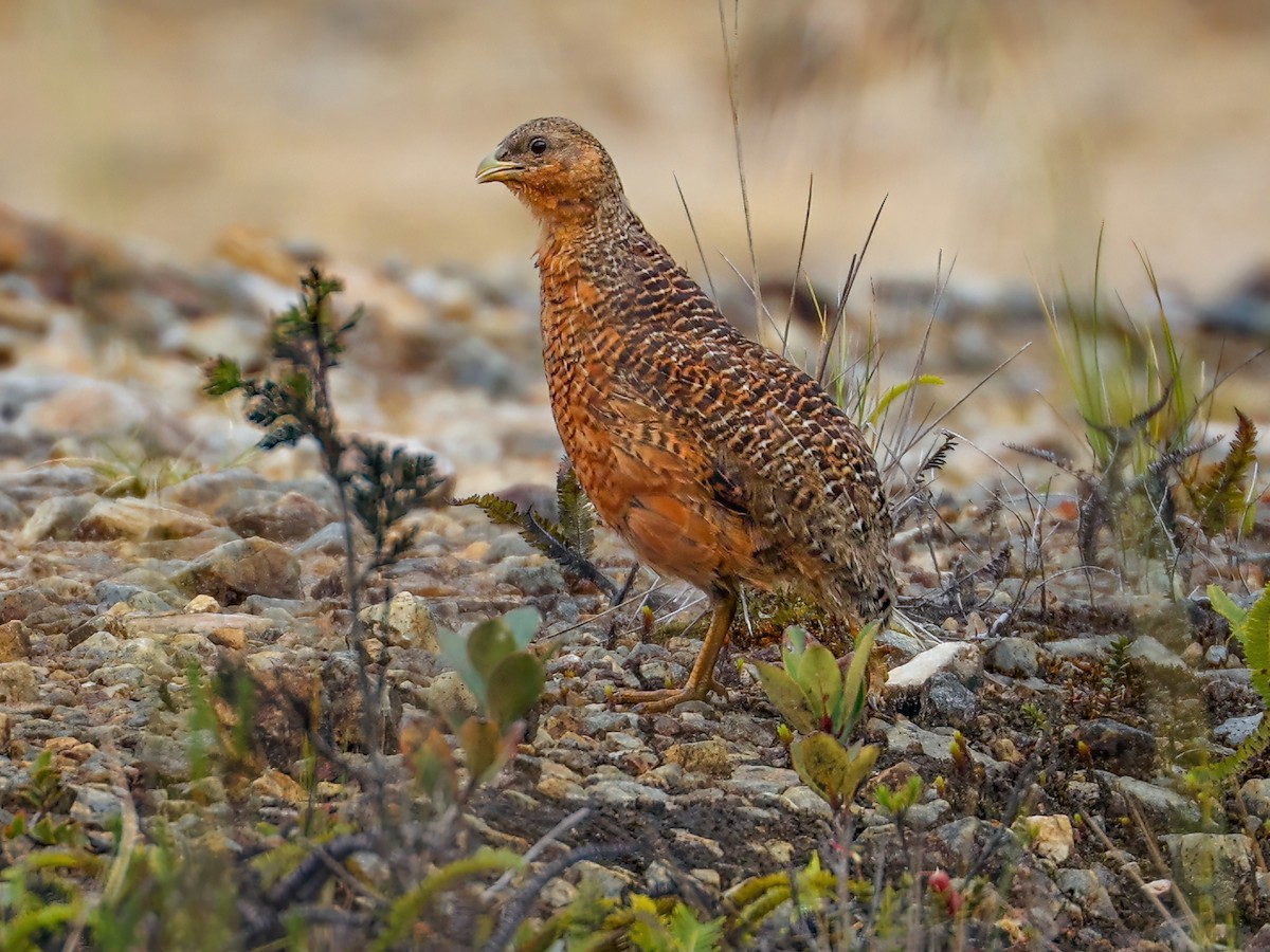 Snow Mountain Quail - Synoicus monorthonyx - Birds of the World