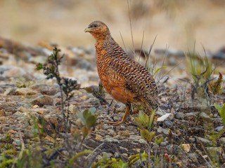  - Snow Mountain Quail