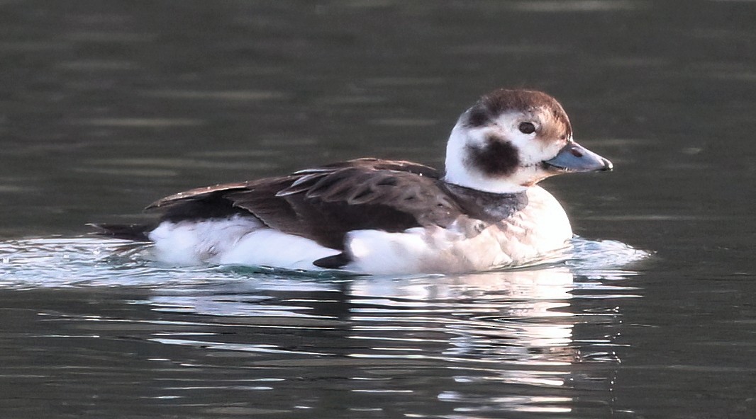Long-tailed Duck - ML613927909
