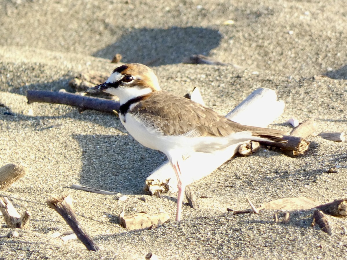Collared Plover - ML613928070