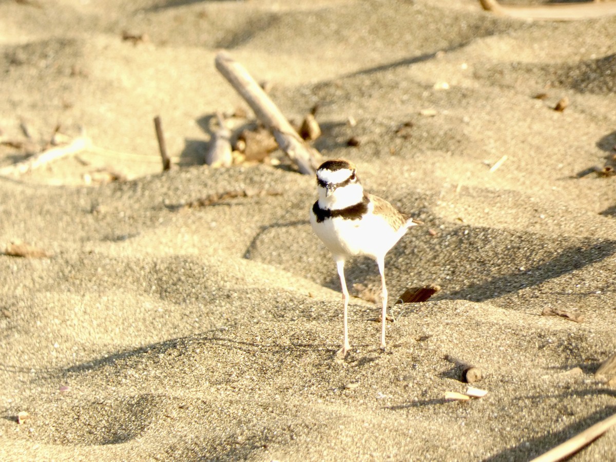 Collared Plover - ML613928090