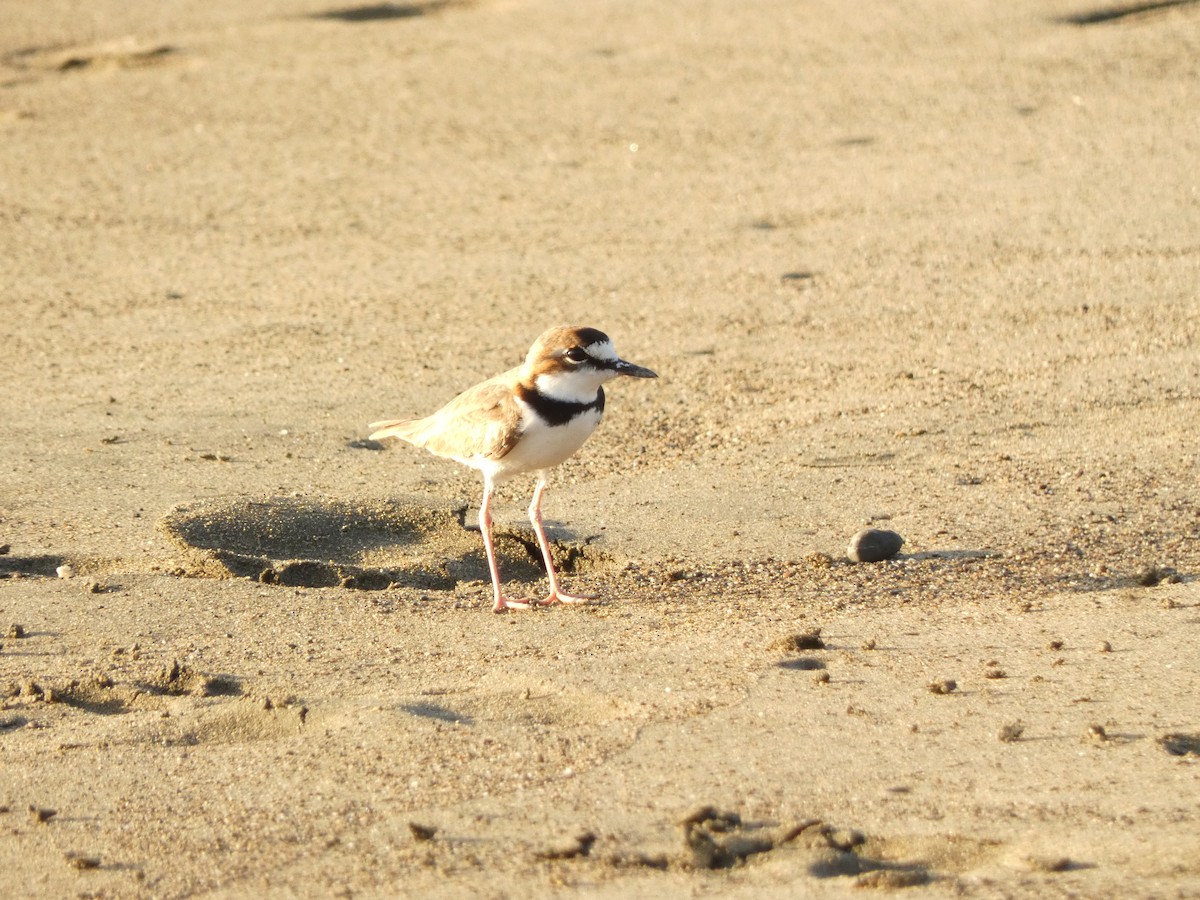 Collared Plover - ML613928092