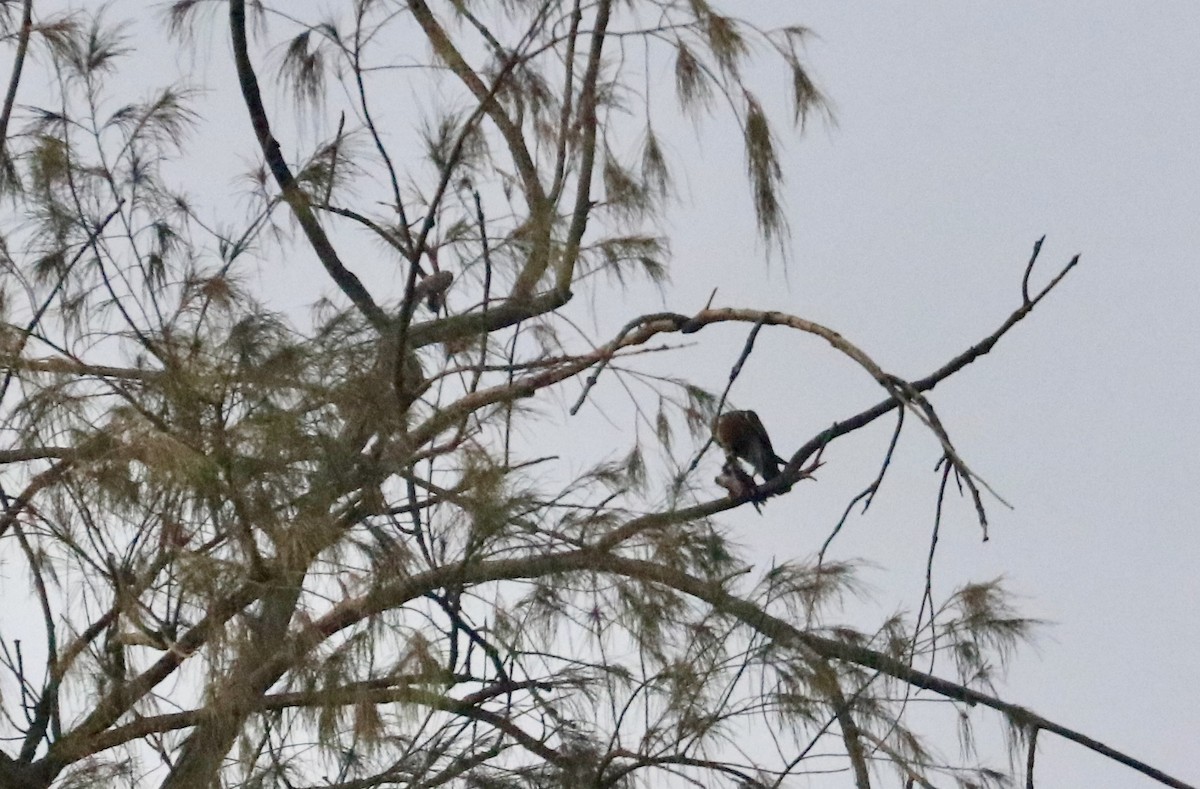 Red-necked Falcon - Bhargavi U