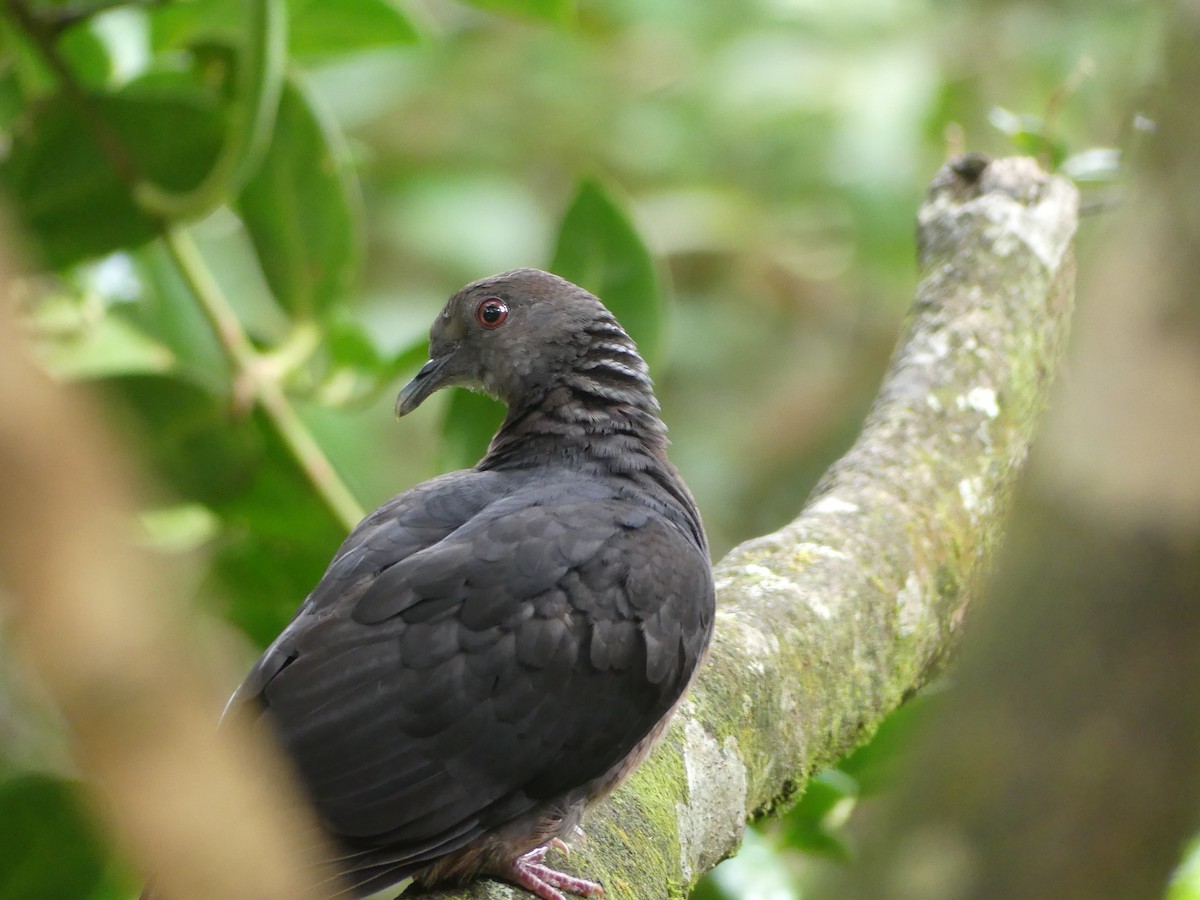 Sri Lanka Wood-Pigeon - ML613928234