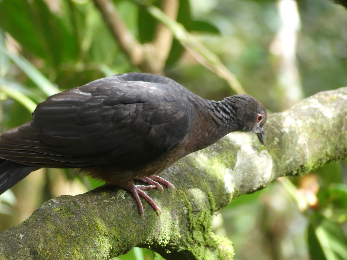 Sri Lanka Wood-Pigeon - ML613928235