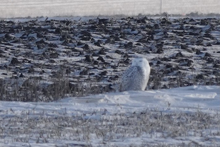 Snowy Owl - ML613928242