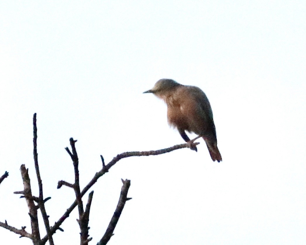 Chestnut-tailed Starling - ML613928261