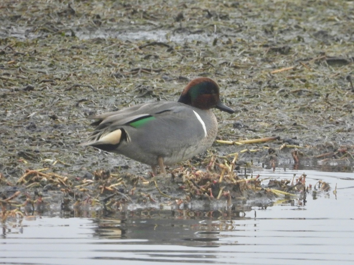 Green-winged Teal - ML613928321