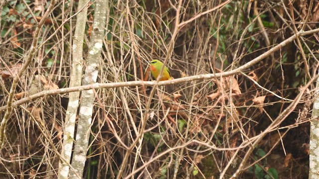 Fire-tailed Myzornis - ML613928446