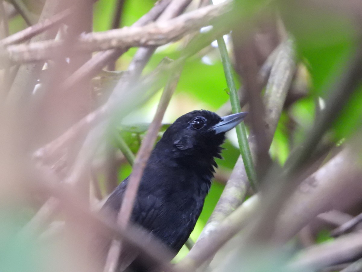 Black Bushbird - ML613928550