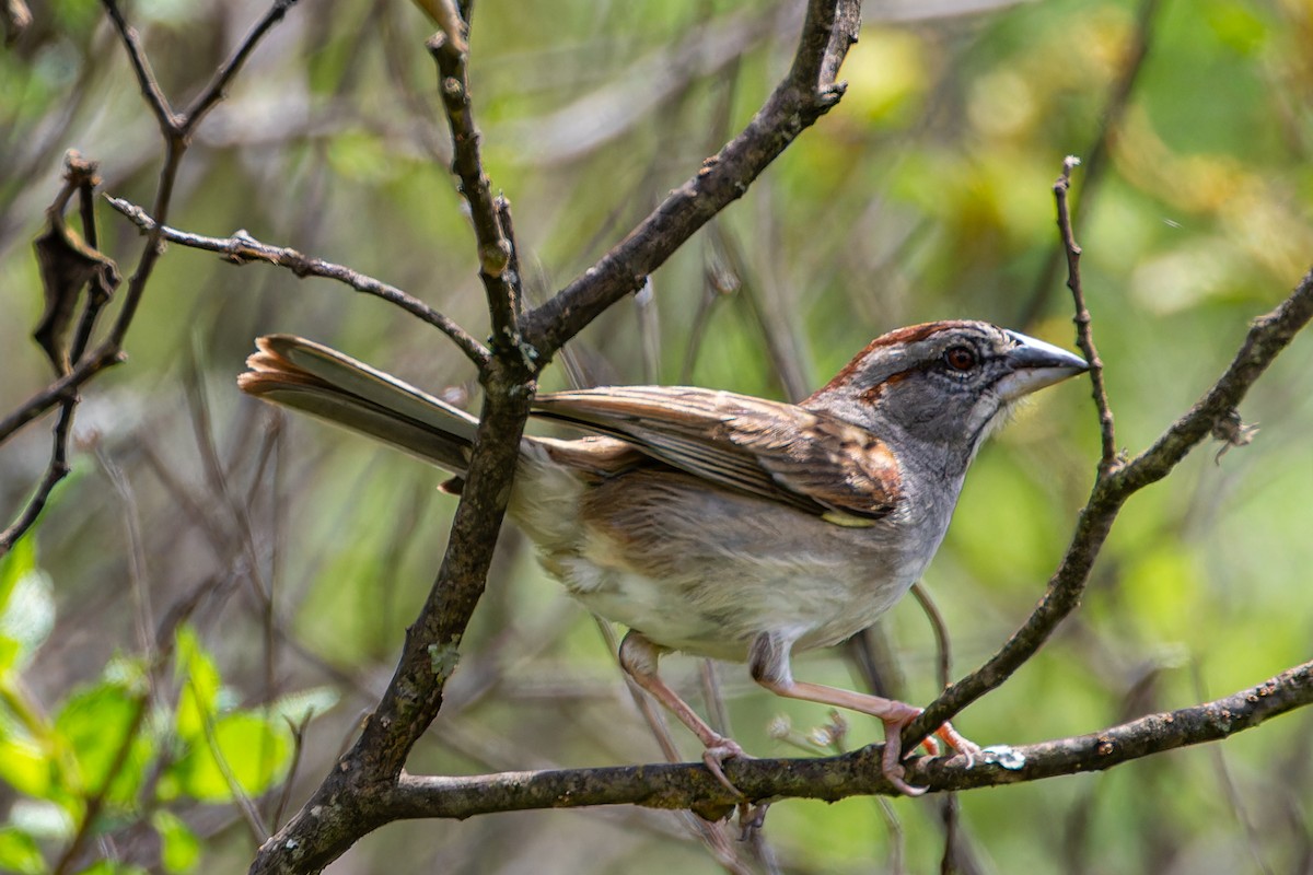 Tumbes Sparrow - Steve Juhasz
