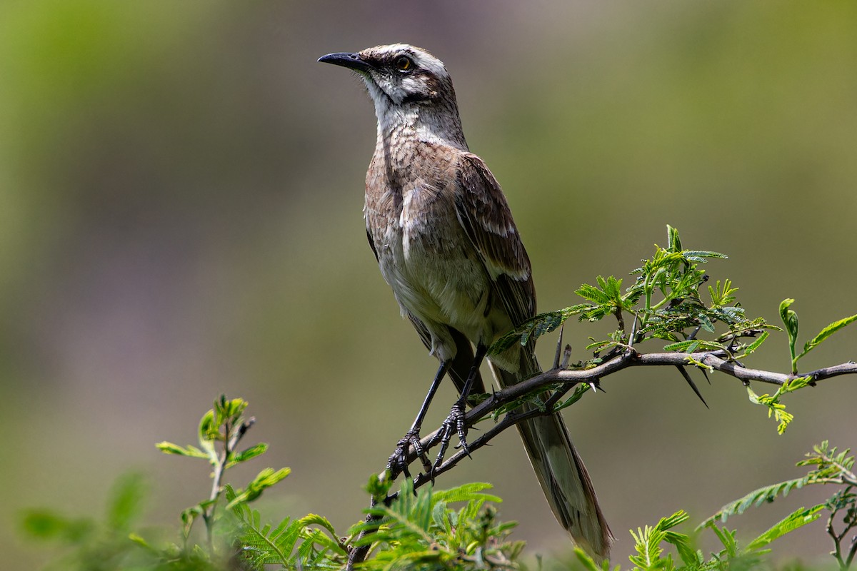 Long-tailed Mockingbird - ML613928657