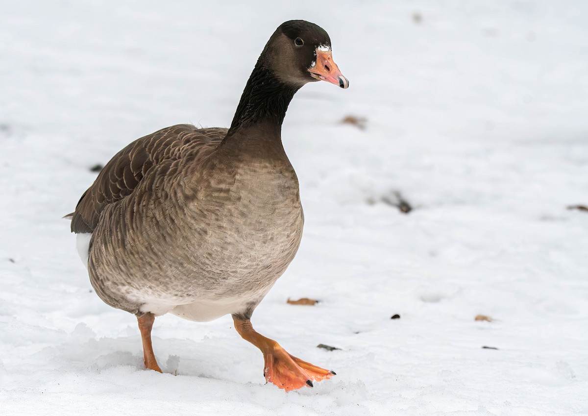Domestic goose sp. x Canada Goose (hybrid) - ML613928811