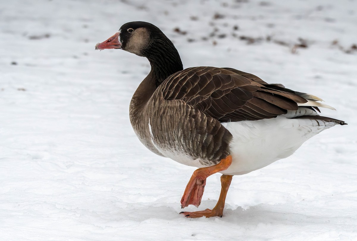 Domestic goose sp. x Canada Goose (hybrid) - ML613928814