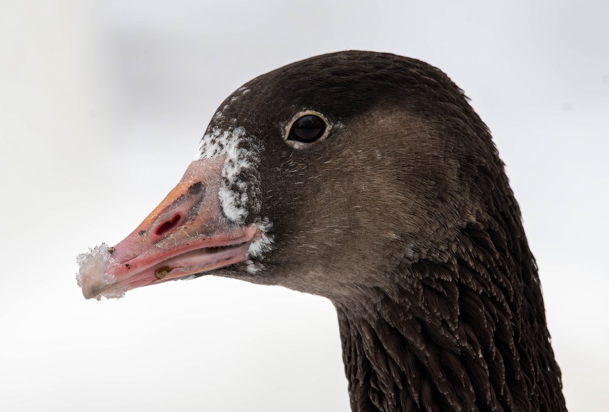 Domestic goose sp. x Canada Goose (hybrid) - ML613928818