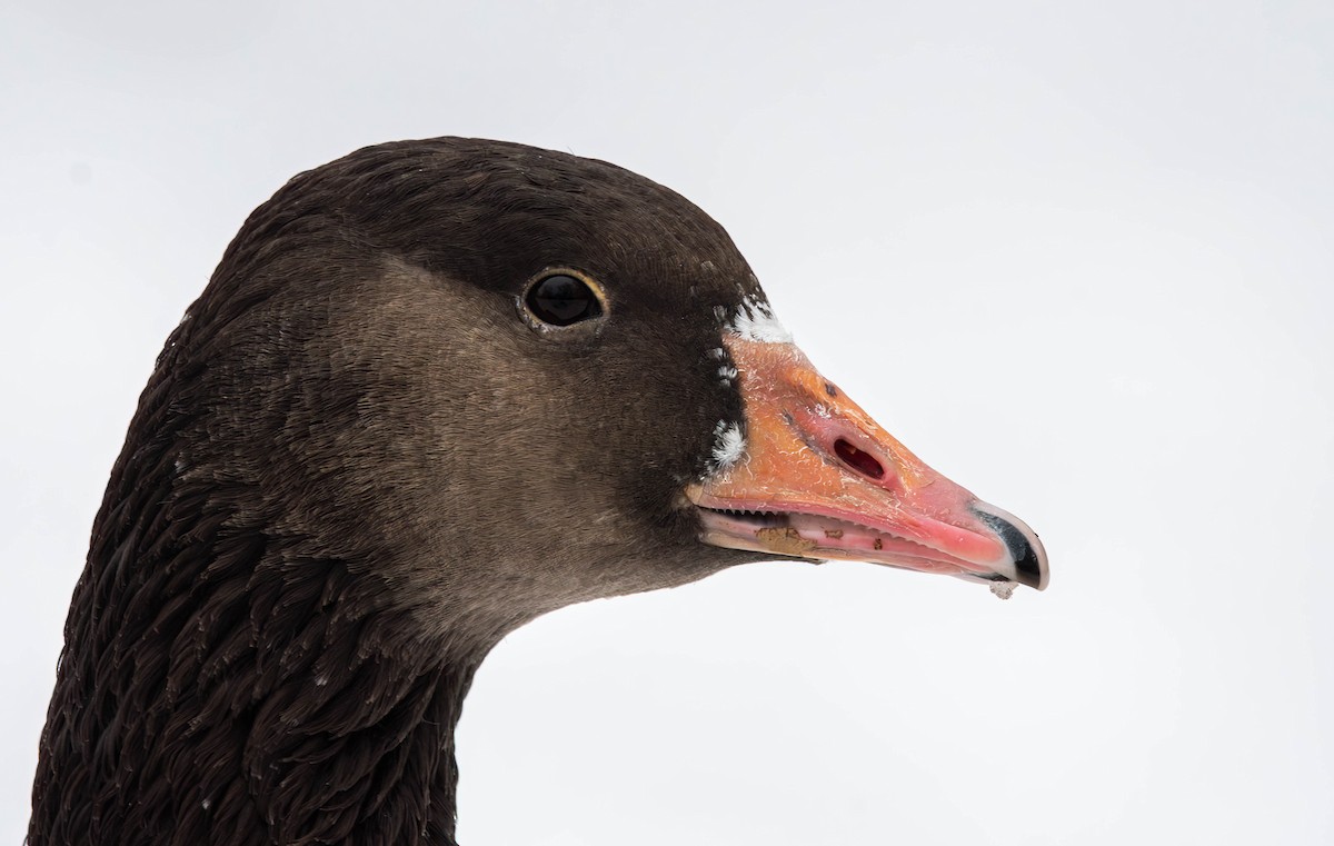 Domestic goose sp. x Canada Goose (hybrid) - ML613928821