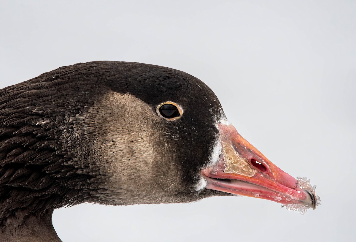 Domestic goose sp. x Canada Goose (hybrid) - ML613928822