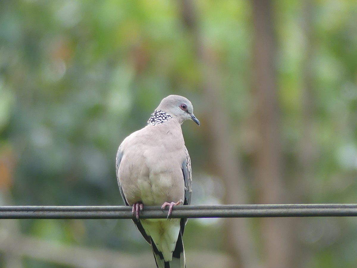 Spotted Dove - ML613928834
