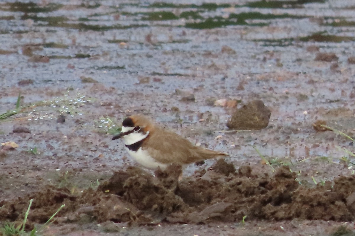 Collared Plover - Jose Robles