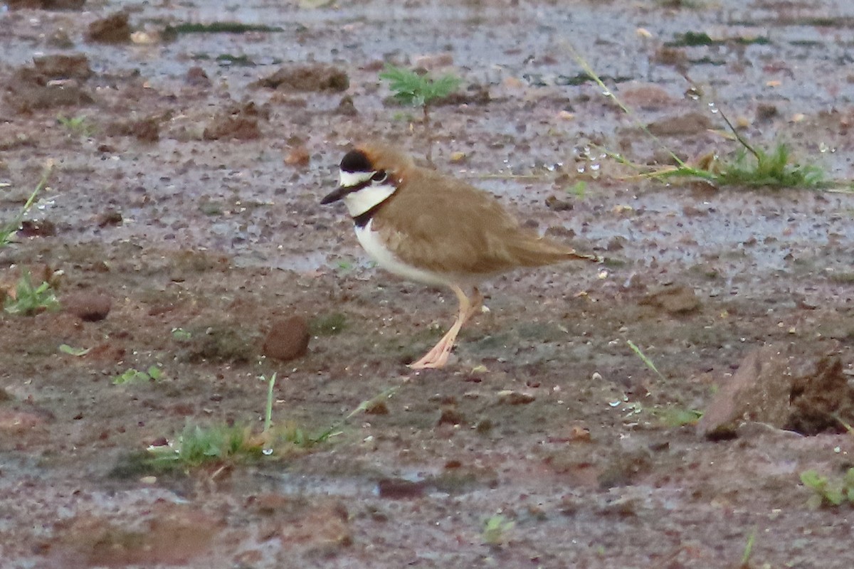 Collared Plover - ML613928884