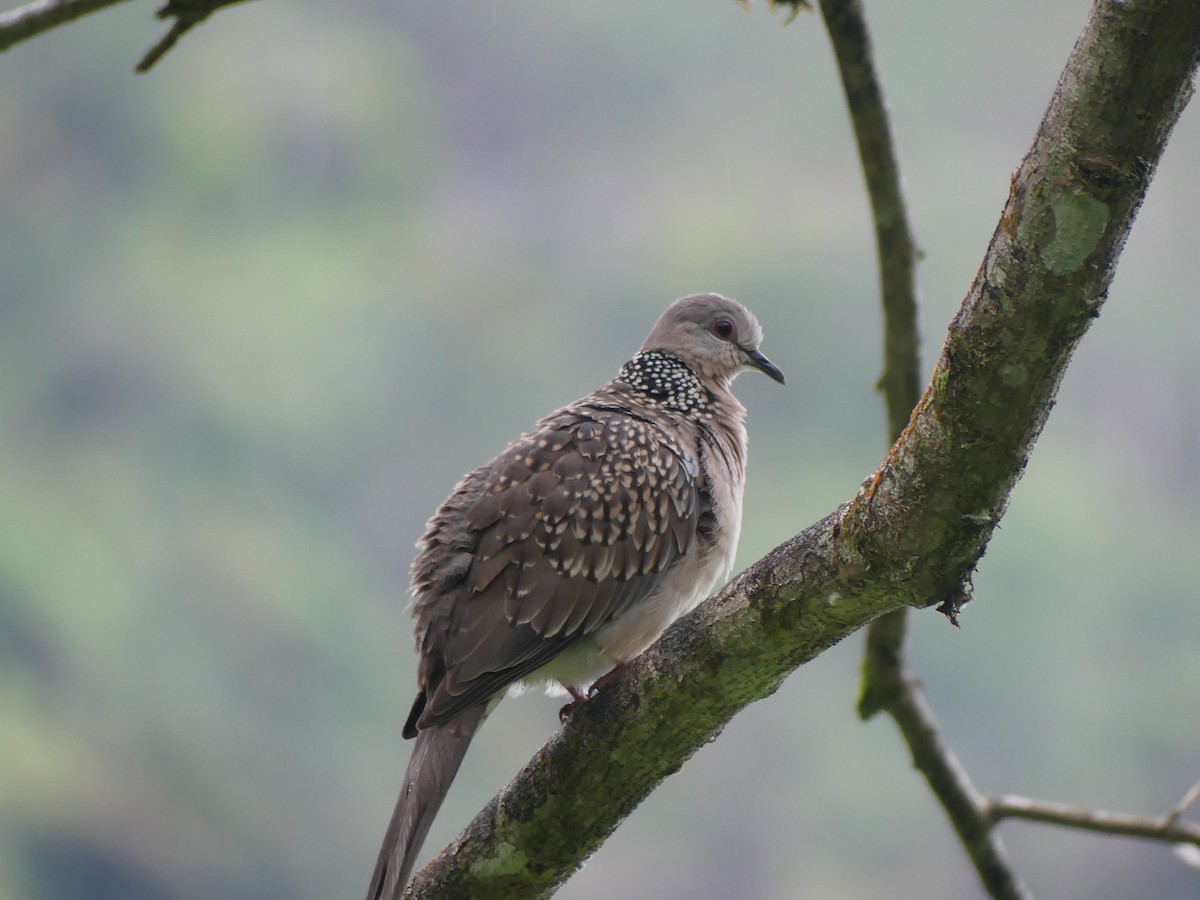 Spotted Dove - Andrew Sides