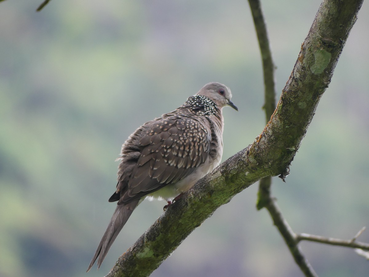 Spotted Dove - ML613928889