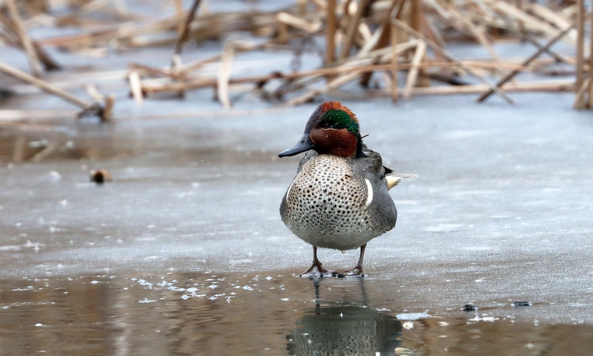 Green-winged Teal - ML613928899