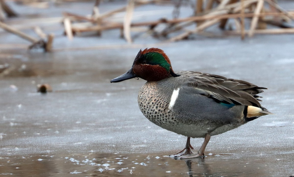Green-winged Teal - ML613928904